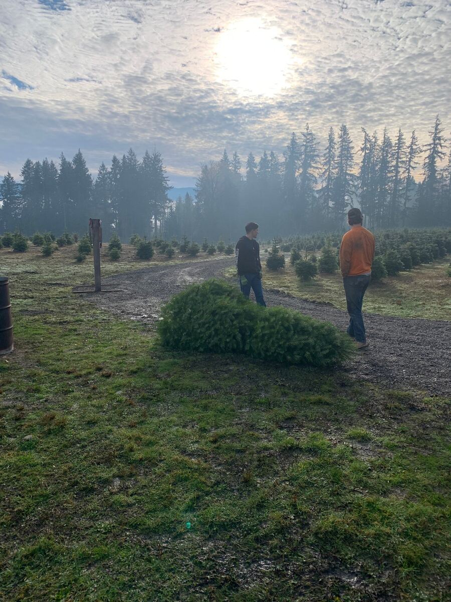 A freshly cut Christmas tree lying in the frosty grass on a misty morning