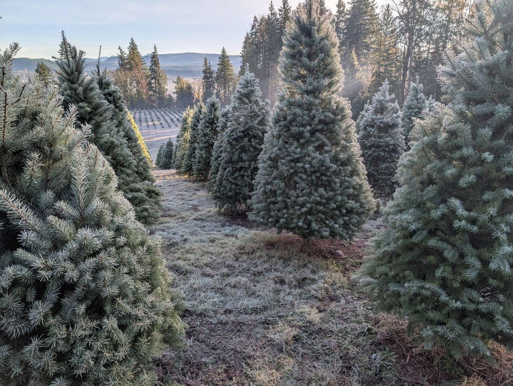 Frost-covered rows of Christmas trees at sunrise at Edlynn Farm