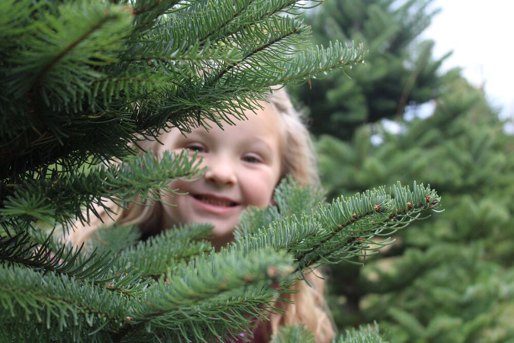 A child peeking out from between fir branches