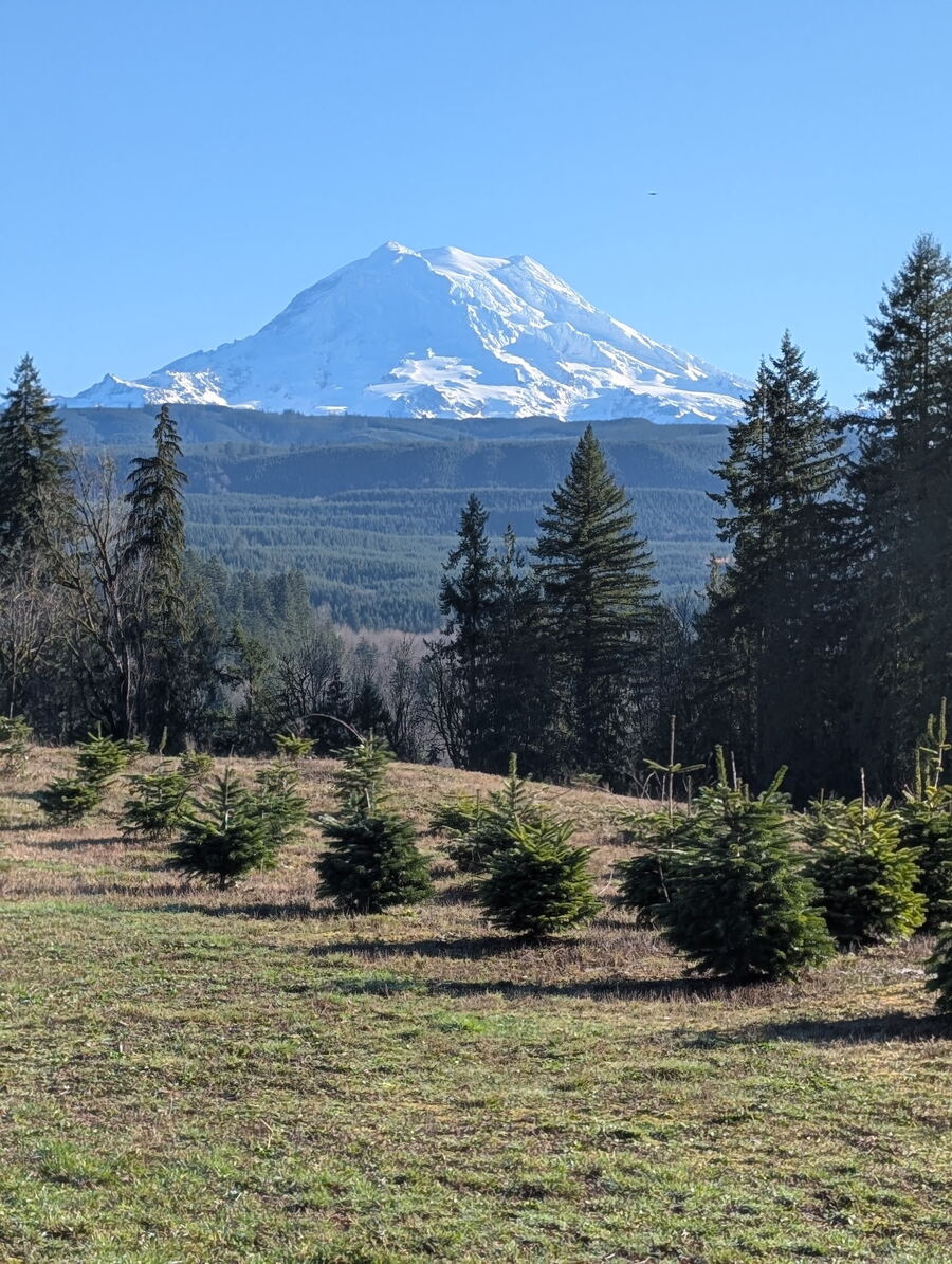 Mount Rainier rising behind rows of young Christmas trees