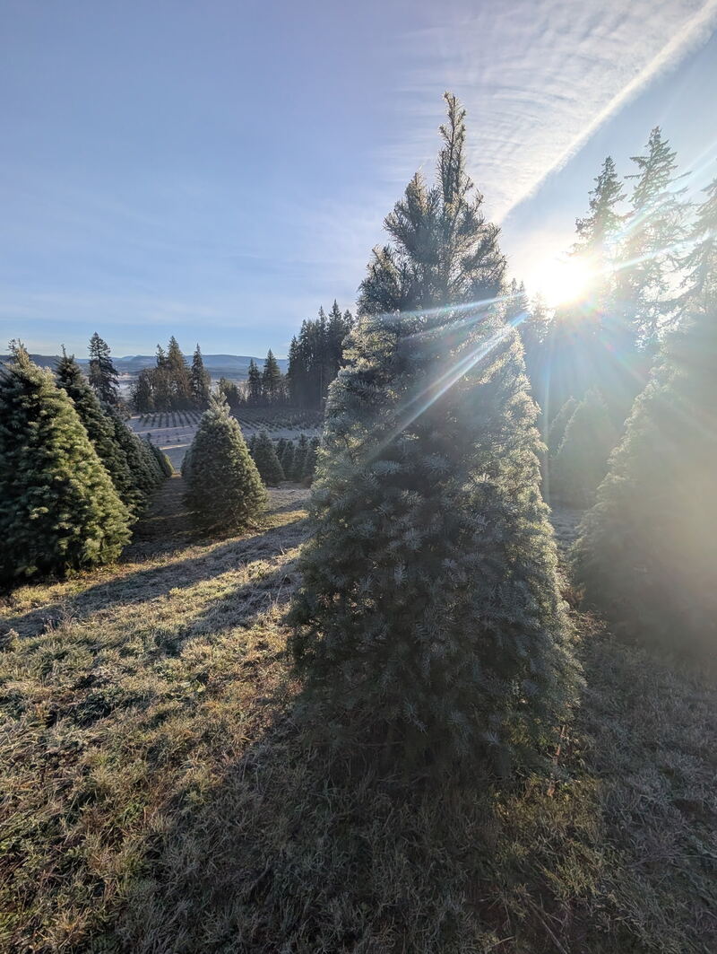 Sun breaking over a frosty fir tree