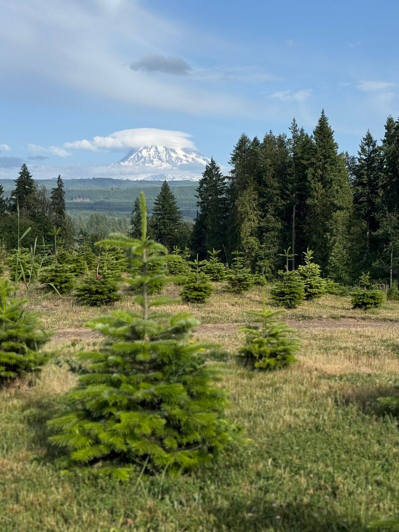 A cloud cap over Mount Rainier above the young tree rows