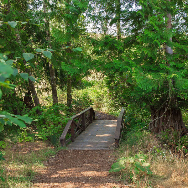 The wooden footbridge on the cedar trail in summer