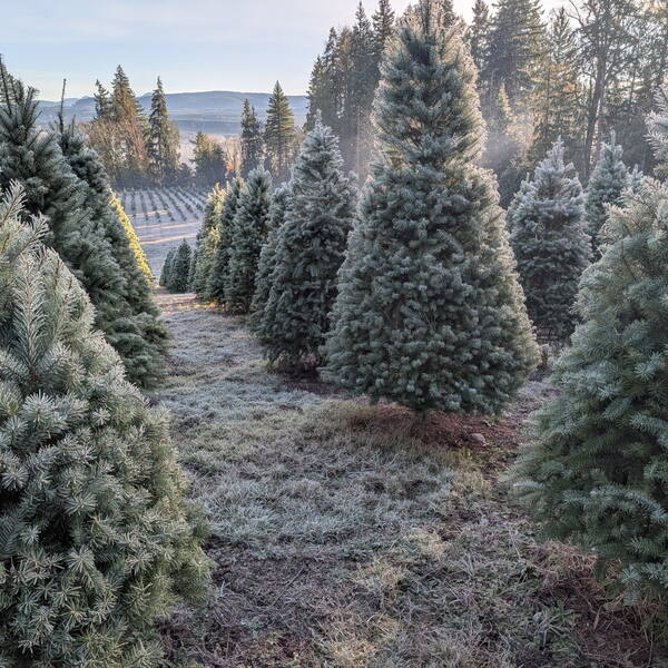 Frosty tree rows at sunrise