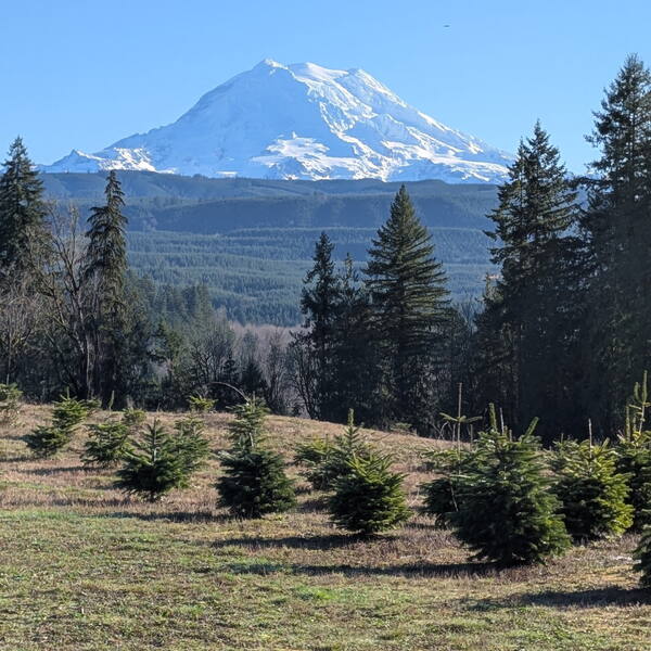 Rainier above the young trees