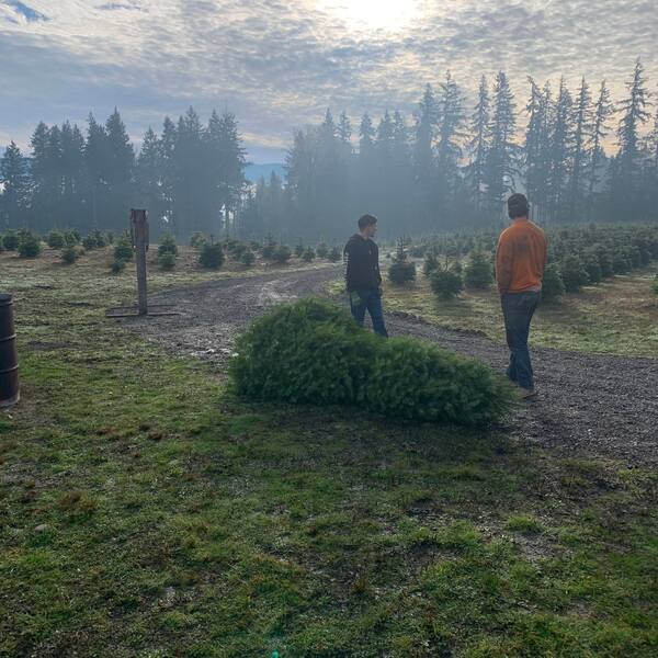 A fresh-cut tree on a misty morning