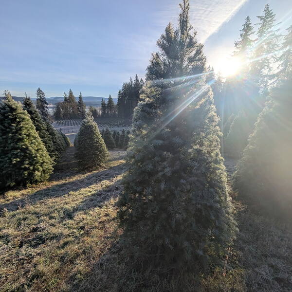 Sun over a frosty fir
