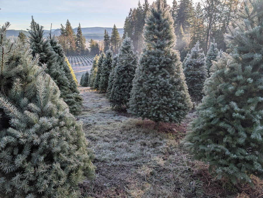 Frosty rows of Christmas trees on the farm